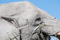 Etosha