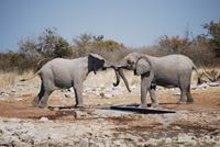 Etosha Elefanten