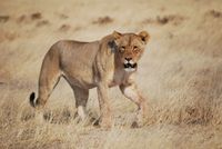 Etosha L&ouml;win